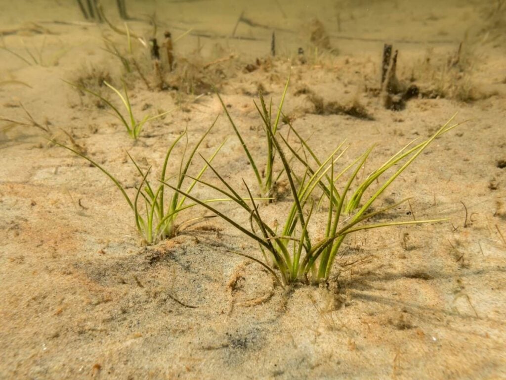 Small cluster of quillworts growing underwater.