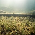 Clusters of quillworts growing underwater.