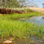 Quillworts growing in mud along the edge of the water.