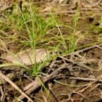 Close up of quillworts in mud with sticks and dead leaves around.