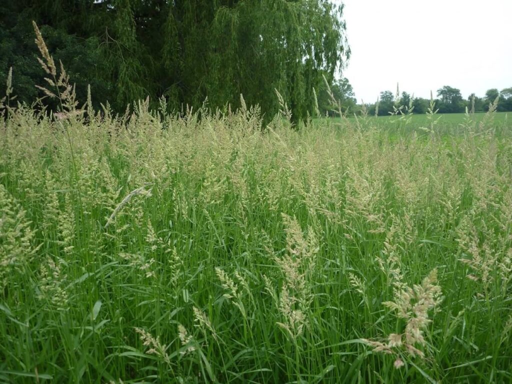 Reed canarygrass in a field.
