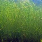 Large group of sago pondweed underwater.