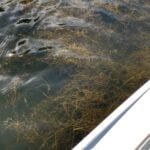 Sago pondweed surrounding boat.