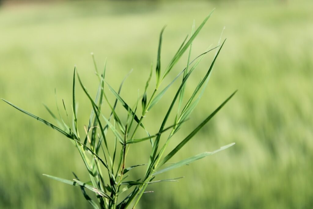 Close up of salt grass leaves.