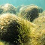 Small cluster of small pondweed underwater.