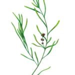 Drawing of small pondweed.