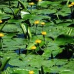 Spatterdock growing densly in water.