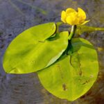 Close up of spatterdock leaves and flower.
