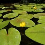 Close up of spatterdock on the water.