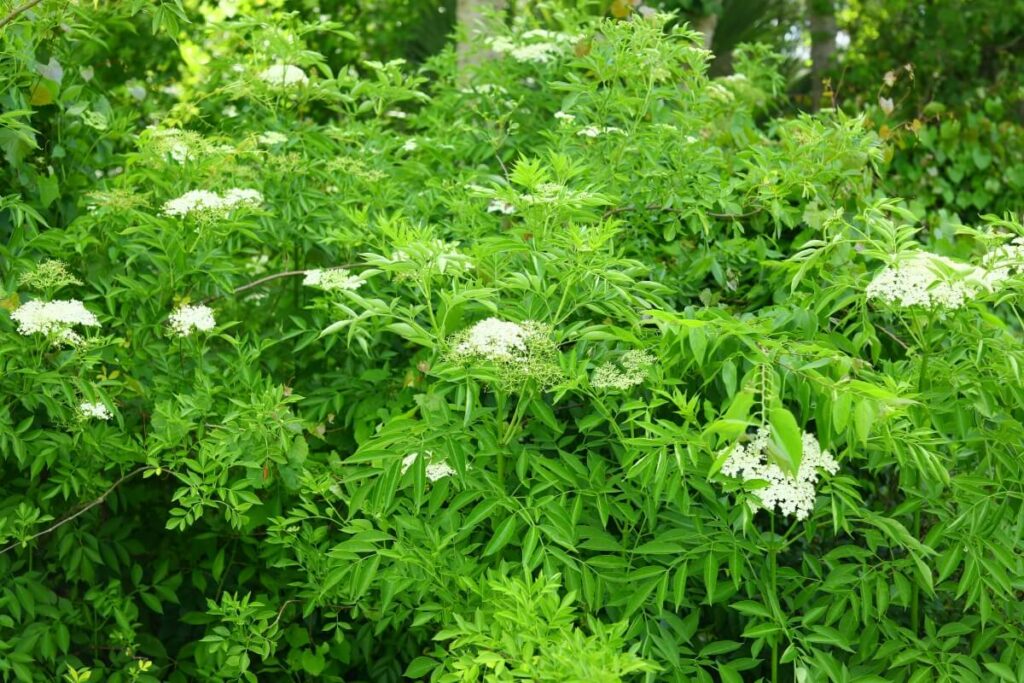 Spotted water hemlock in a forest.