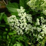 Close up of young spotted water hemlock flowers.