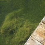 Starry stonewort covering large area underwater by dock.