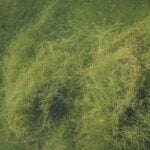 Starry stonewort large amount underwater.