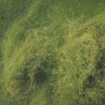 Starry stonewort large amount underwater.