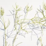 Starry stonewort stems dry on white background.
