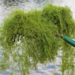 Starry stonewort clump on rake above water.