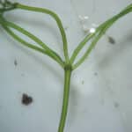 Starry stonewort stem close up on white background.