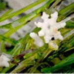 Starry stonewort flowers and stems extreme close up.