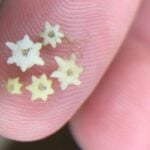 Starry stonewort flowers extreme close up on finger.