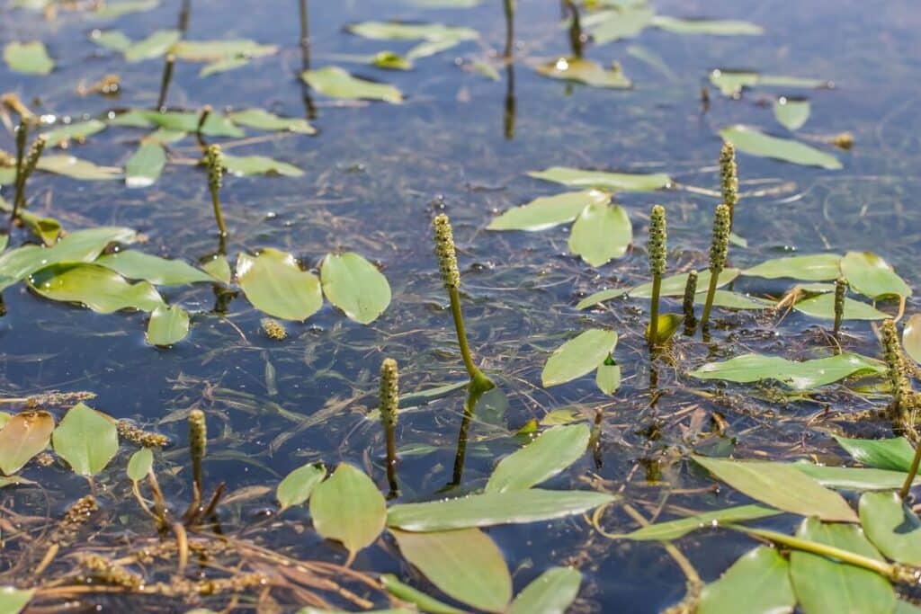 Close up of variable leaf pondweed floating on water.