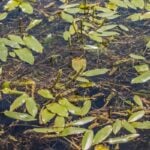 Variable leaf pondweed cluster.