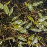 Close up of variable leaf pondweed cluster.