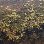 Mat of variable leaf pondweed floating on water.