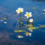 Close up of water buttercup flowers.