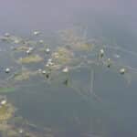 Water buttercup with filamentous algae.