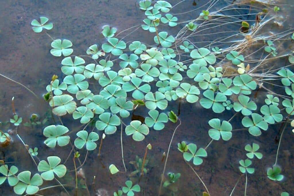 Water clover group floating on water.