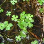 Water clover floating with visible red roots in water.