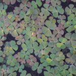 Water clover at various life stages floating aerial view.