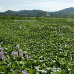Large field of water hyacinth.