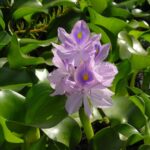 Close up of water hyacinth flower.