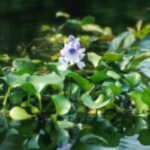 Close up of water hyacinth with lone flower.