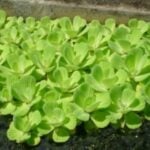 Water lettuce growing in damp dirt.