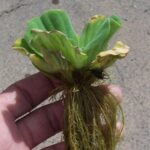 Hand holding water lettuce with roots.