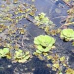 Water lettuce with various other plants.