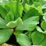 Close up of water lettuce.