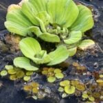 Water lettuce with various other plants and scum.