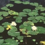 Group of water lilies floating.