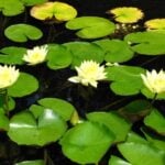 Water lilies with some yellow flowers.