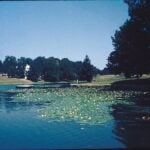 Water lilies on a pond from afar.