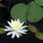 One water lily leaf and white flower.