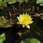 Yellow water lily flower and multiple leaves.