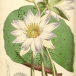 Drawing of water lily.