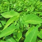 Close up of water spinach leaves.