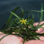 Water stargrass with one flower being held in a palm.