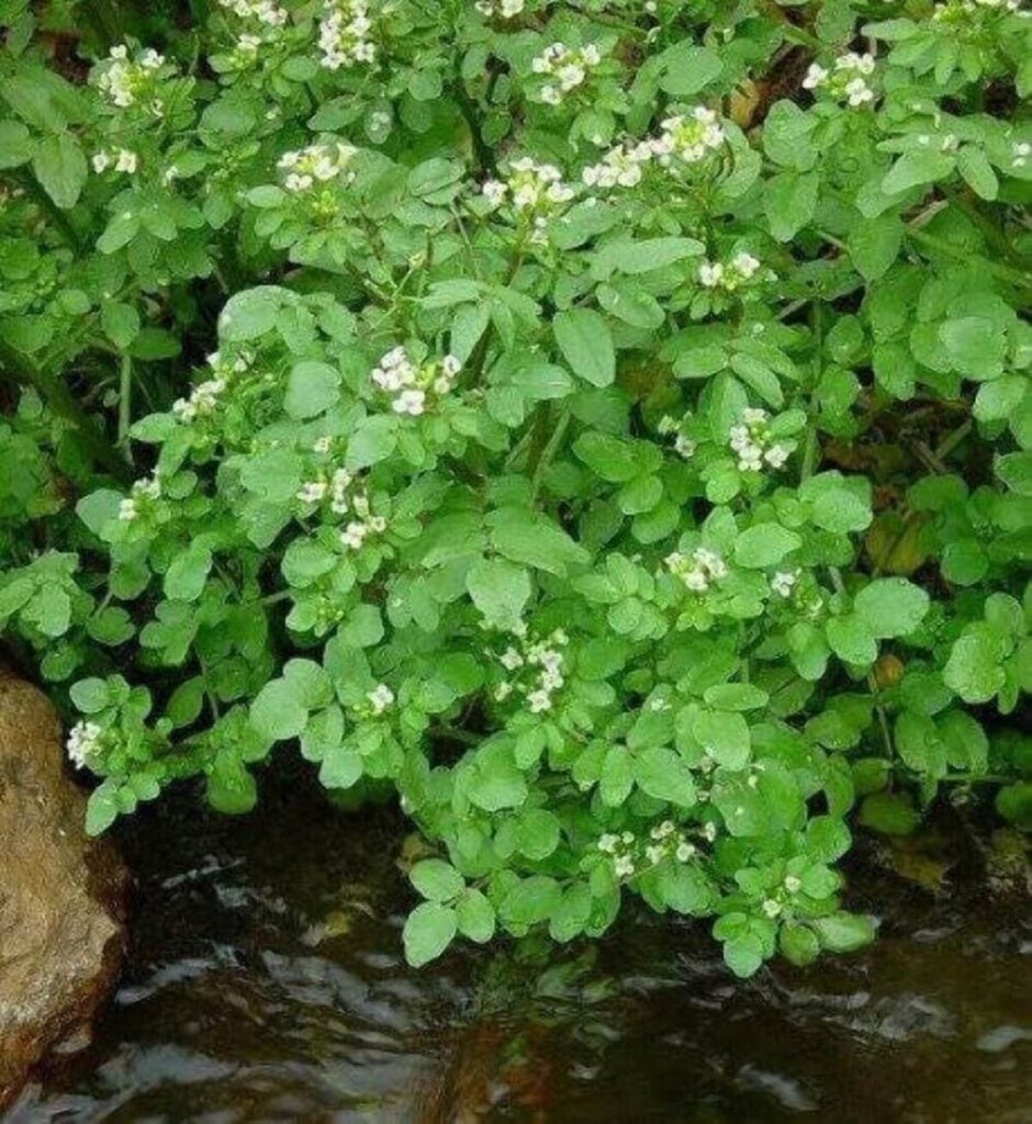 Watercress over water.