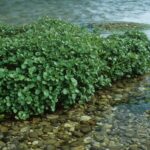 Group of watercress spanning over clear shallow water.